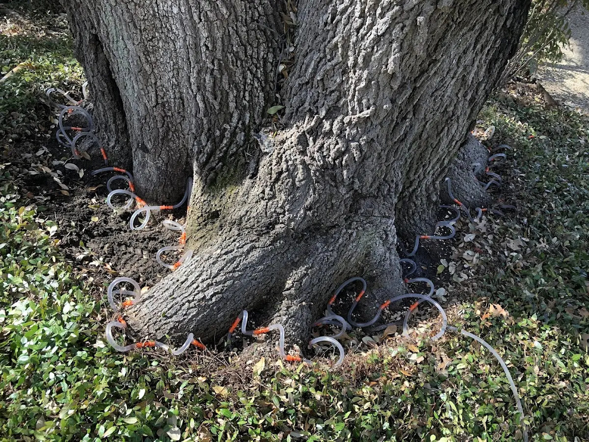 Detailed Tree Cabling and Bracing job site in Bel Alton