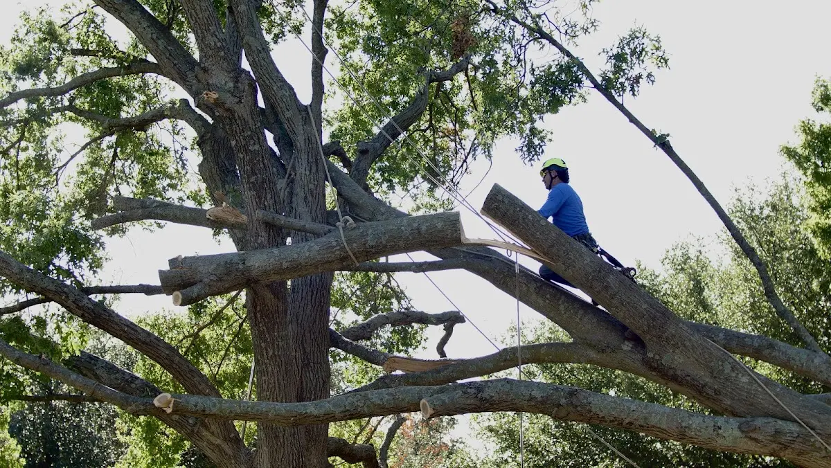 Professional Hazardous Tree Removal performed by certified arborists in Bel Alton