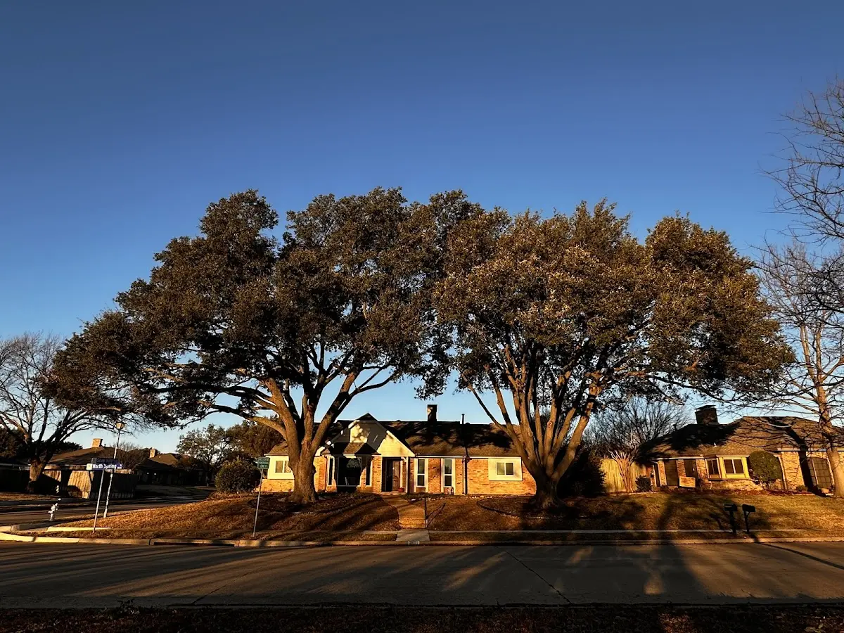 Established residential canopy tree shading a home in Bel Alton